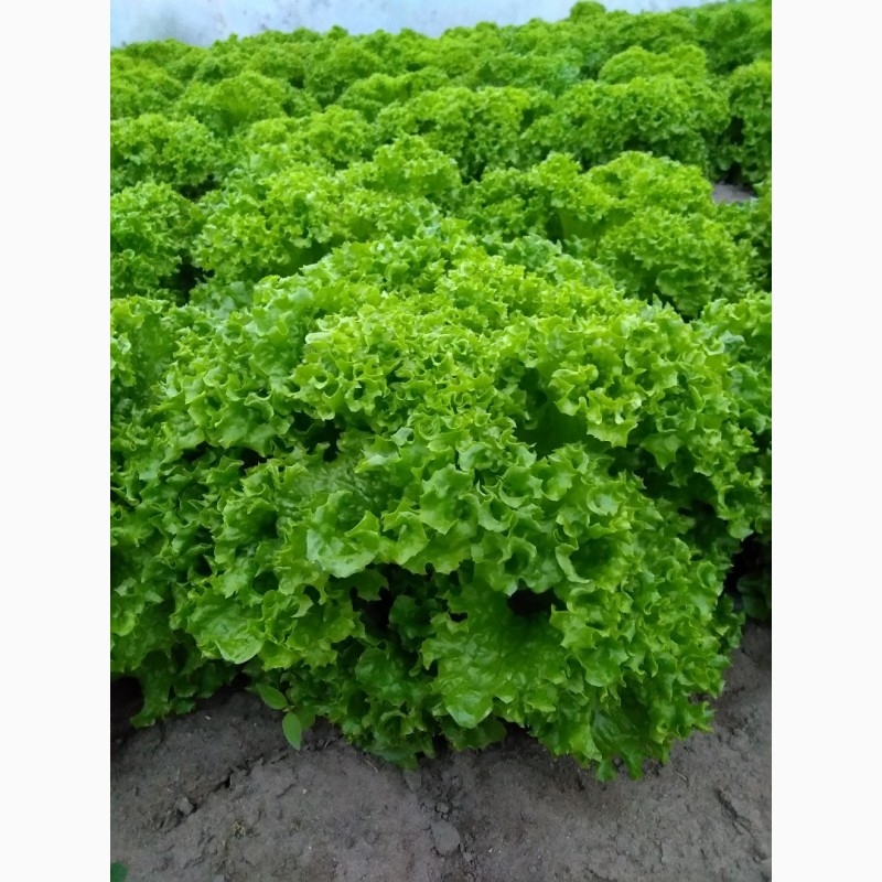 Фото 3. Продам зелень салата отличный товарный вид икачество