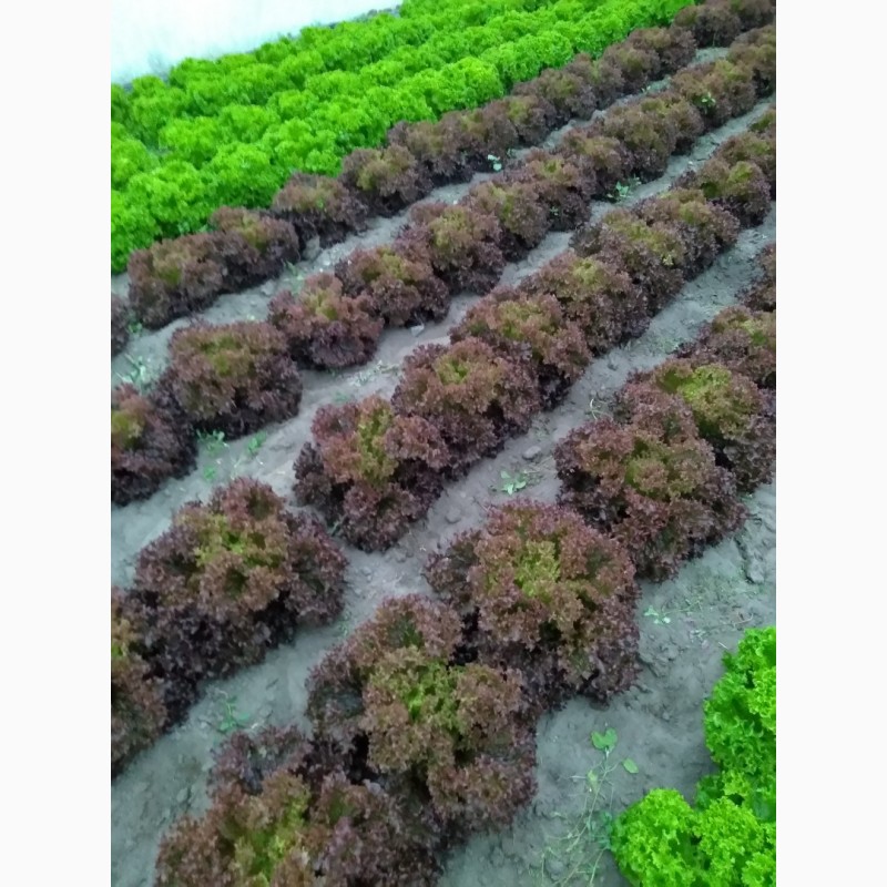 Фото 4. Продам зелень салата отличный товарный вид икачество