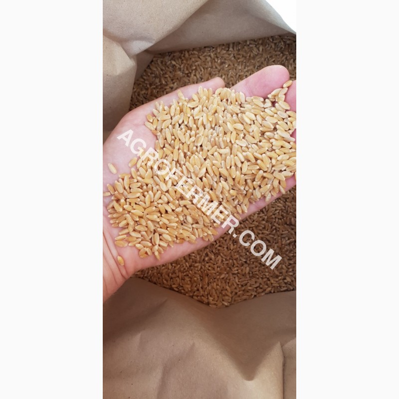 Фото 11. Семена твердой пшеницы ZELMA Канадский ярый трансгенный сорт, элита