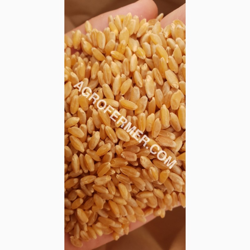Фото 12. Семена твердой пшеницы ZELMA Канадский ярый трансгенный сорт, элита
