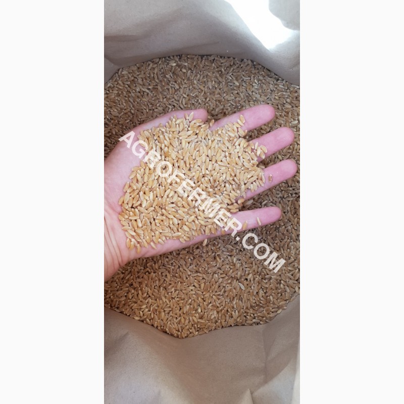 Фото 6. Семена твердой пшеницы ZELMA Канадский ярый трансгенный сорт, элита