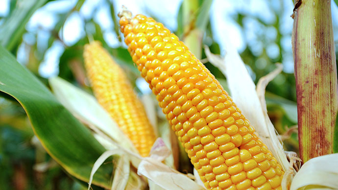 Фото 2. Семена кукурузы Канадский трансгенный гибрид кукурузы SEDONA BT 166 ФАО 180