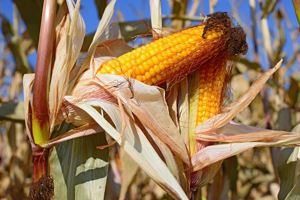 Фото 3. Семена кукурузы Канадский трансгенный гибрид кукурузы SEDONA BT 166 ФАО 180