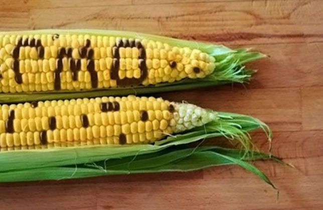 Фото 5. Семена кукурузы Канадский трансгенный гибрид кукурузы SEDONA BT 166 ФАО 180