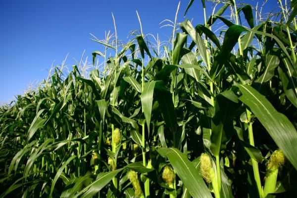 Фото 6. Семена кукурузы Канадский трансгенный гибрид кукурузы SEDONA BT 166 ФАО 180