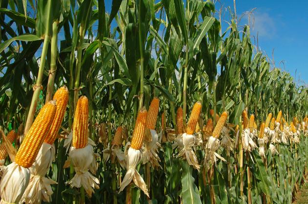 Фото 7. Семена кукурузы Канадский трансгенный гибрид кукурузы SEDONA BT 166 ФАО 180