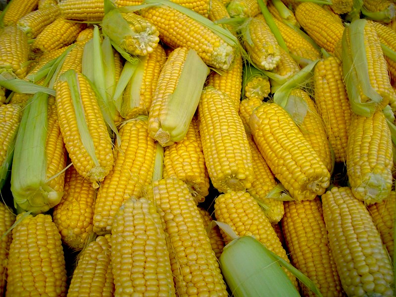 Фото 8. Семена кукурузы Канадский трансгенный гибрид кукурузы SEDONA BT 166 ФАО 180