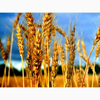 Пшеницю (фураж, прод)