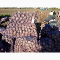 Продам картофель посадочный материал