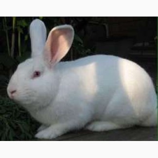 Продам кролі породи Термонська Біла