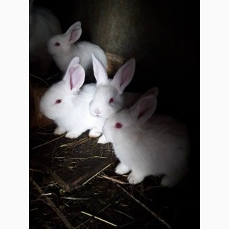 Фото 2. Продам кролі породи Термонська Біла