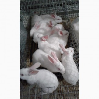 Фото 3. Продам кролі породи Термонська Біла