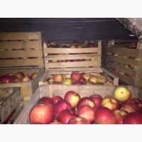 Продам яблука сорту Айдарет первого и второго сорта
