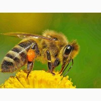 Продам бджолопакети, бджолосім’ї