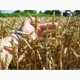 Підприємство купляє пшеницю некласну, хороша ціна