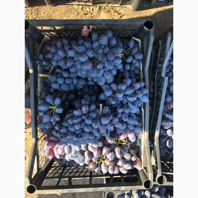 Фото 5. Продам виноград с поля