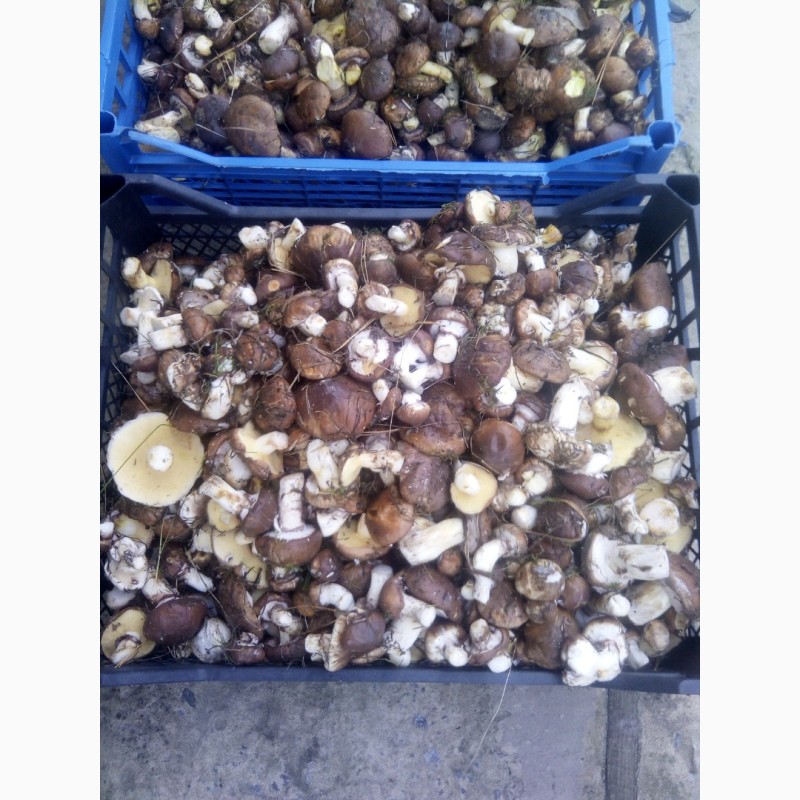 Фото 2. Продам грибы. Маслята соленое-отварные(бочковые)2021