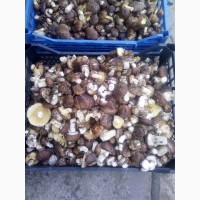 Продам грибы. Маслята соленое-отварные(бочковые)2021