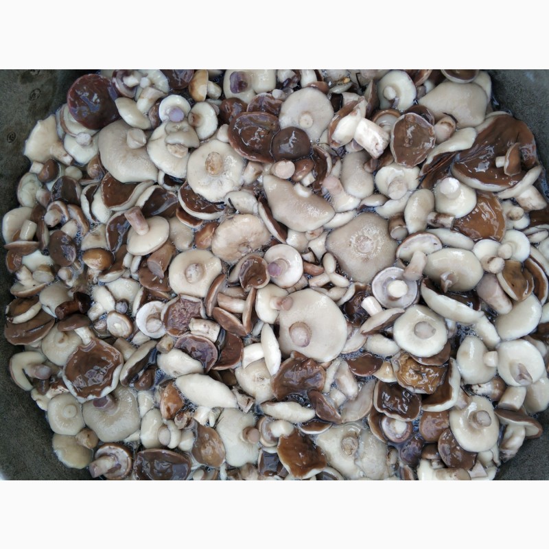 Фото 6. Продам грибы. Маслята соленое-отварные(бочковые)2021