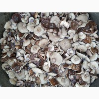Продам грибы. Маслята соленое-отварные(бочковые)2021