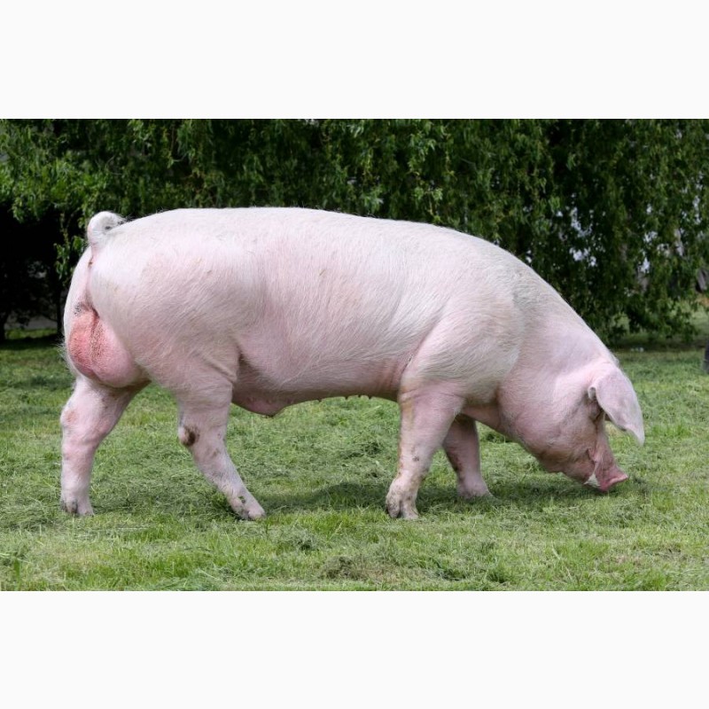 Фото 4. Ремонтный молодняк свиней