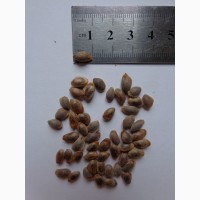 Семена Сосна румелийская (20шт – 20грн)