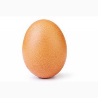 К реализации инкубационное яйцо Фокси Чик, Мастер Грей, Испанка, Редбро, Гриз Бар