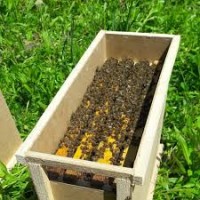 Продам пчёлопакеты