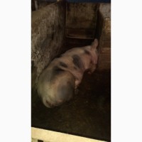 Свиноматки беконної породи