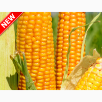 Семена кукурузы Тор (ФАО 280) Новинка от ВНИС