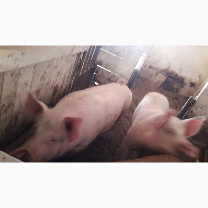 Фото 4. Продам свиней живым весом