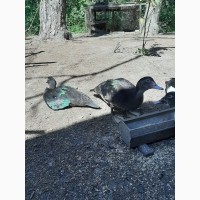 Продам утят индоутки, мускусные утки, Германия