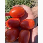 Продам помидор супер качества, сорт пьетра-росса, диафант, 34.02
