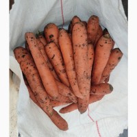 Продам морковь нантского типа, остатки