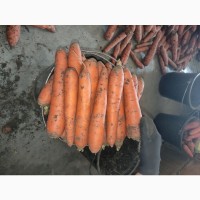 Продам морковь нантского типа, остатки