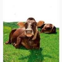 Заготівля ВРХ (коні бики телята корови )