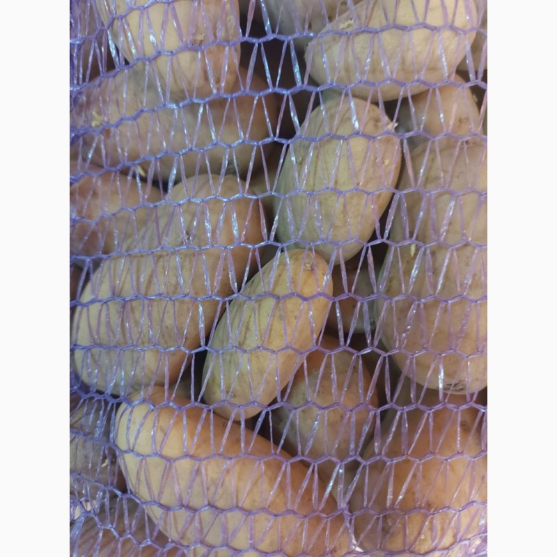 Фото 4. Продам сименную картошку Гранада и Журавинка