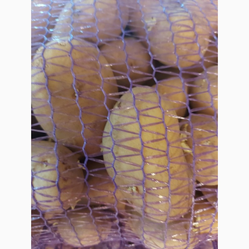 Фото 5. Продам сименную картошку Гранада и Журавинка