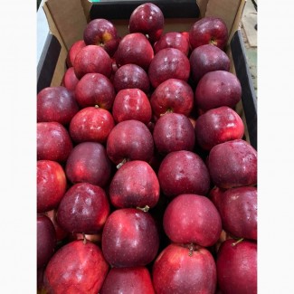 Продам Польские яблоки, с доставкой на Украину, любых сортов в любом количестве