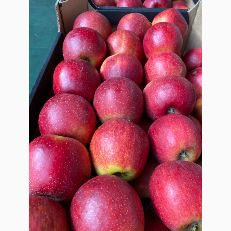 Фото 10. Продам Польские яблоки, с доставкой на Украину, любых сортов в любом количестве