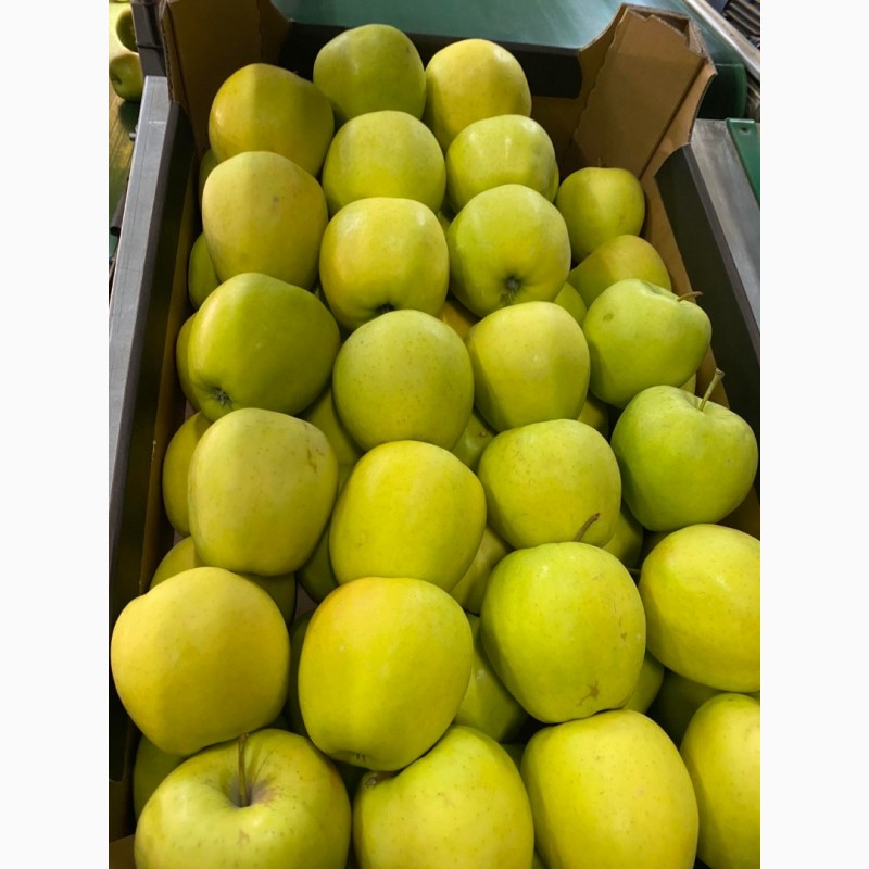 Фото 2. Продам Польские яблоки, с доставкой на Украину, любых сортов в любом количестве