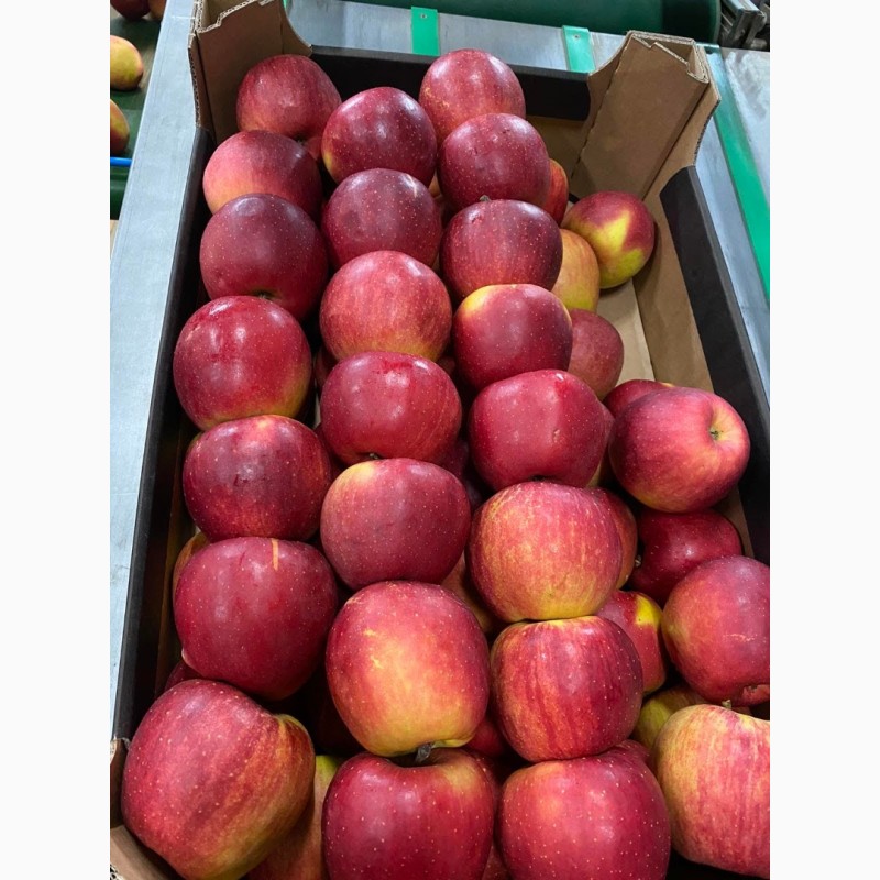 Фото 3. Продам Польские яблоки, с доставкой на Украину, любых сортов в любом количестве