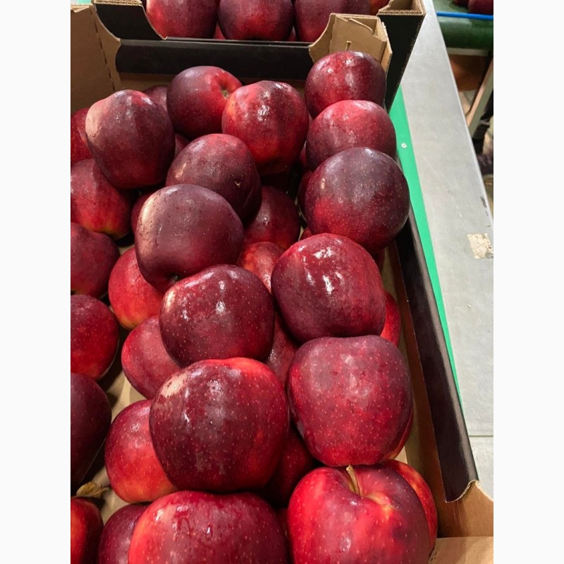 Фото 5. Продам Польские яблоки, с доставкой на Украину, любых сортов в любом количестве