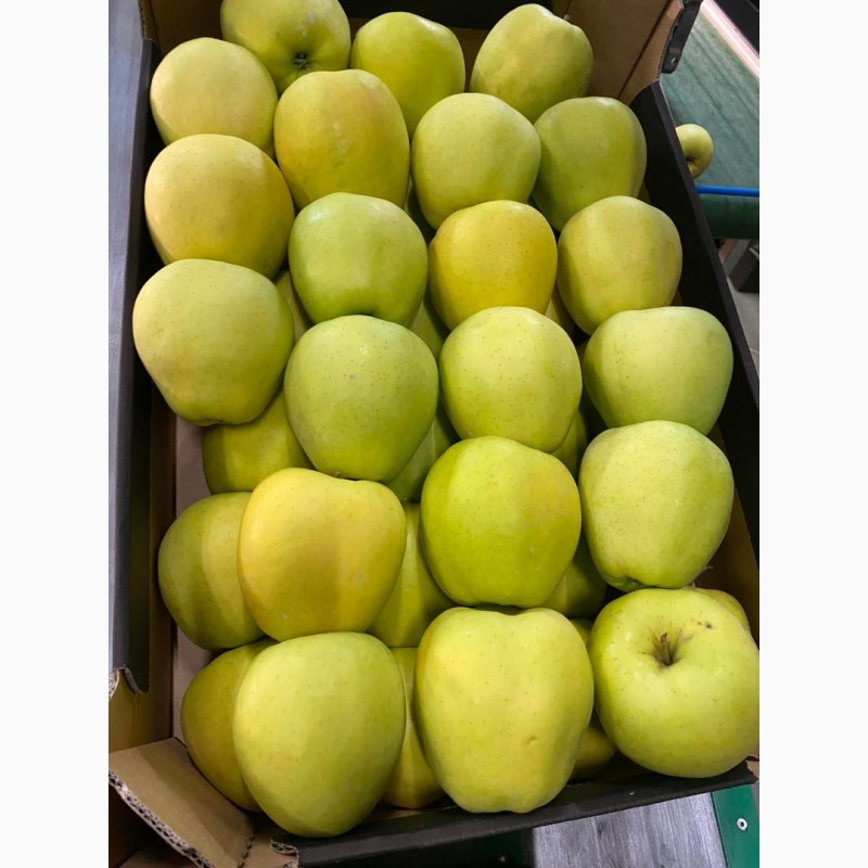 Фото 6. Продам Польские яблоки, с доставкой на Украину, любых сортов в любом количестве