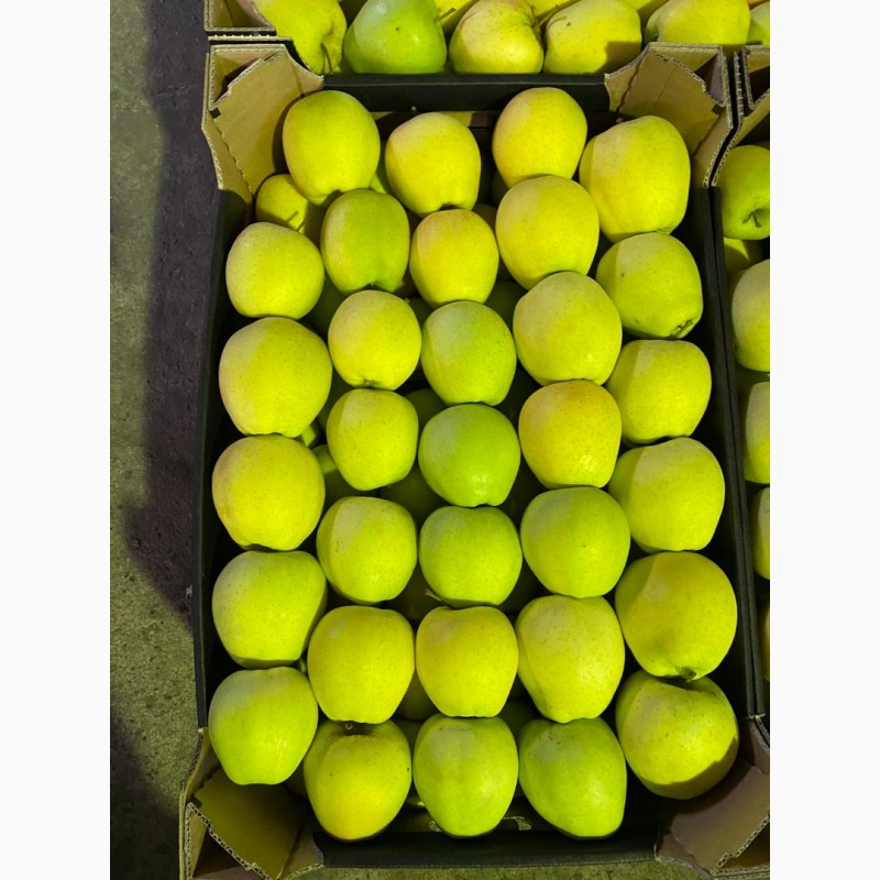 Фото 7. Продам Польские яблоки, с доставкой на Украину, любых сортов в любом количестве