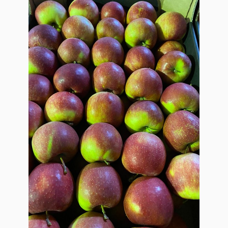 Фото 8. Продам Польские яблоки, с доставкой на Украину, любых сортов в любом количестве