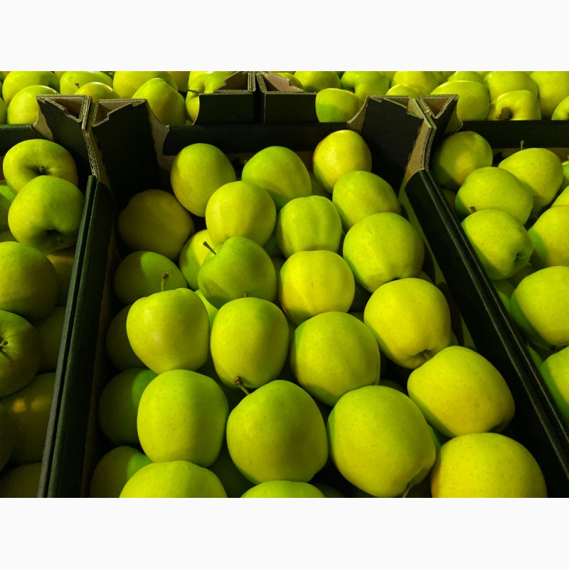 Фото 9. Продам Польские яблоки, с доставкой на Украину, любых сортов в любом количестве