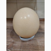 Продам страусиные яйца, столовые