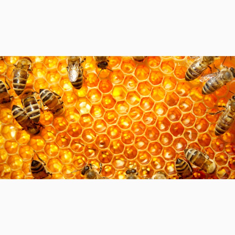 Фото 3. Продам Мед натуральний з лісової власної пасіки, Мёд, медові соти з рамкою, пилок, молочко