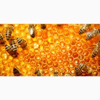 Продам Мед натуральний з лісової власної пасіки, Мёд, медові соти з рамкою, пилок, молочко